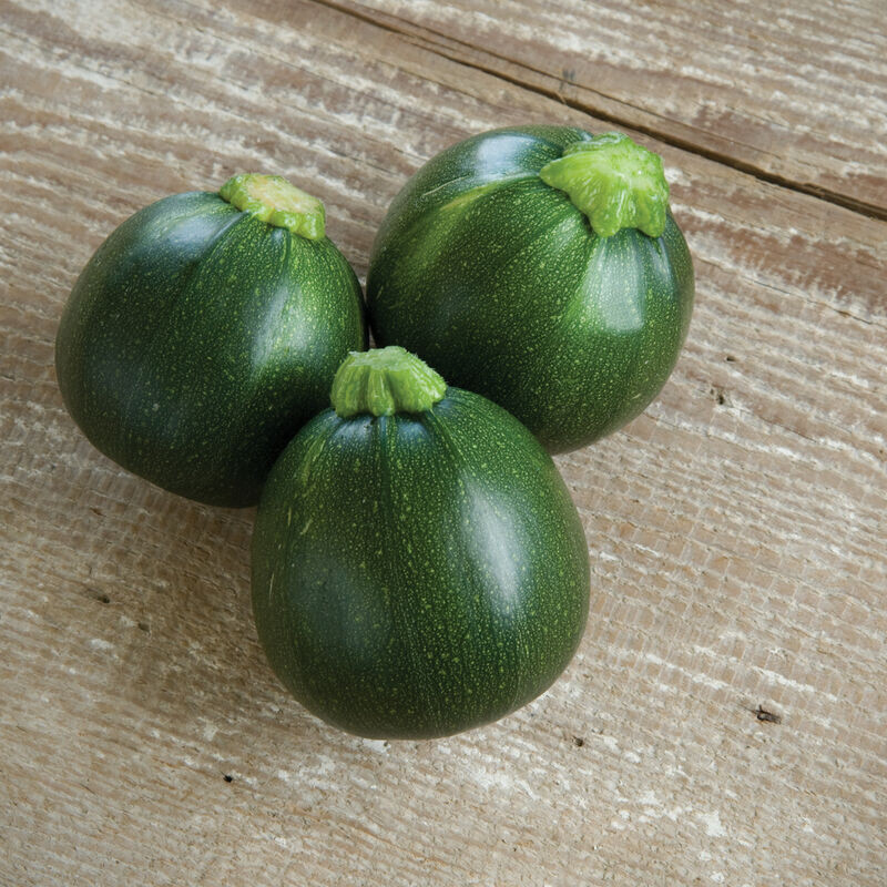 Zucchini &#39;Eight Ball&#39; - 4&quot;