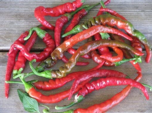 Chili Pepper &#39;Cayenne Long Thin&#39; - 6pk
