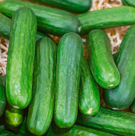 Cucumber &#39;Muncher&#39; - 4&quot;