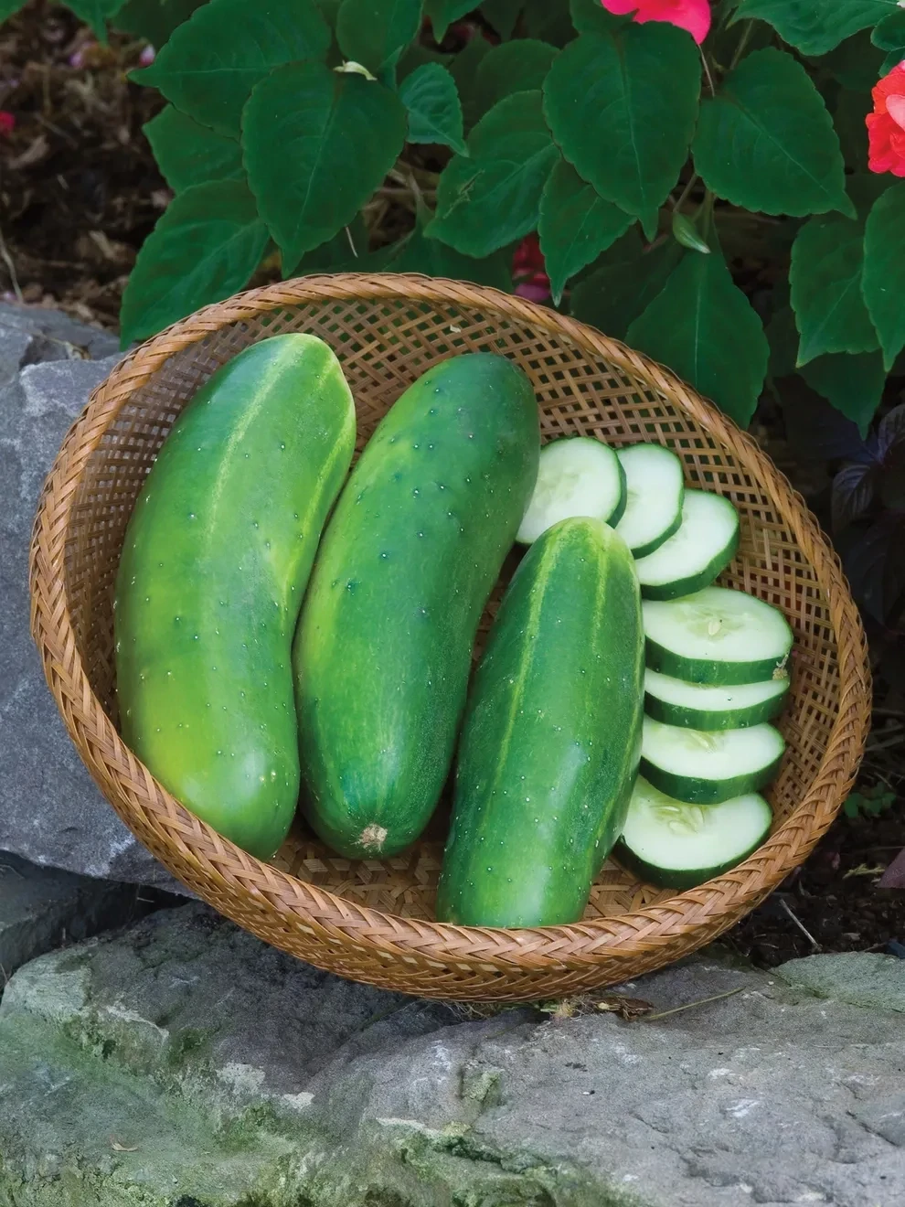Cucumber &#39;Burpee Hybrid II&#39; - 6pk