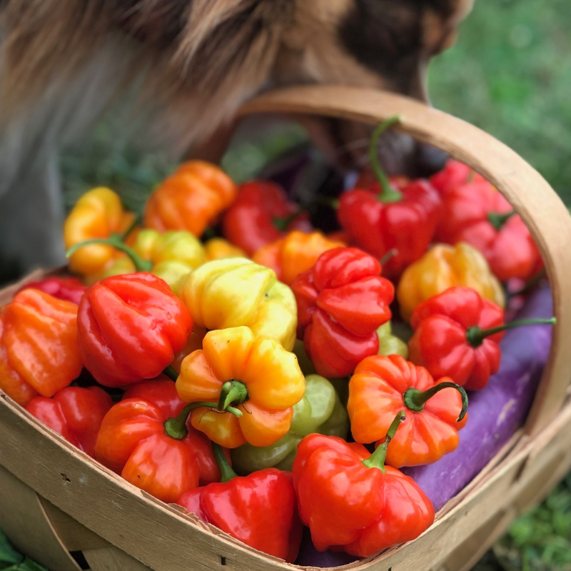Pepper &#39;Aji Dulce&#39; - 4&quot;