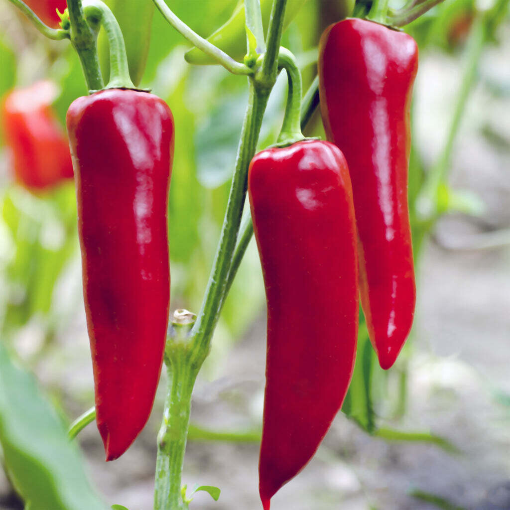 Sweet Pepper &#39;Corno Di Toro Red&#39; - 4&quot;