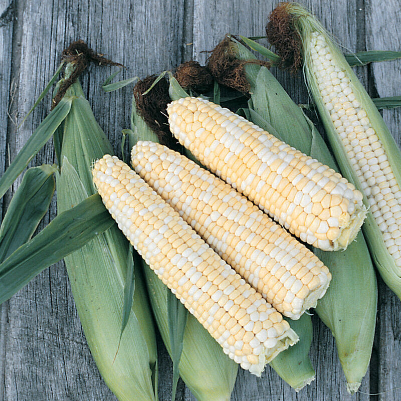Corn &#39;Double Standard&#39; OG - 6pk