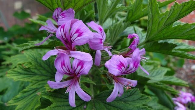 Scented Geranium &#39;Lemona&#39; - 1g