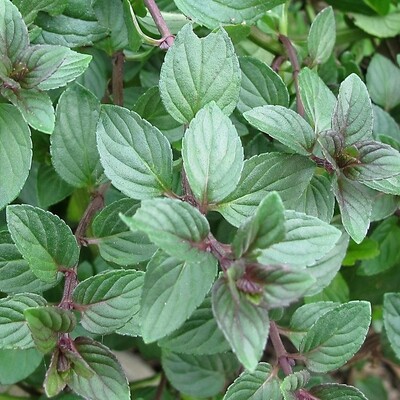 Mint &#39;Chocolate&#39; OG - 4&quot;