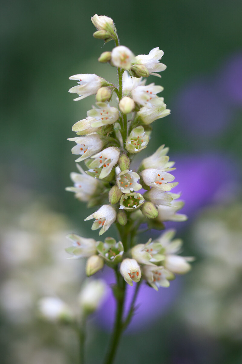 Heuchera cylindrica - 1g