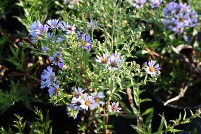 Aster chilensis 'Purple Haze' - 1g