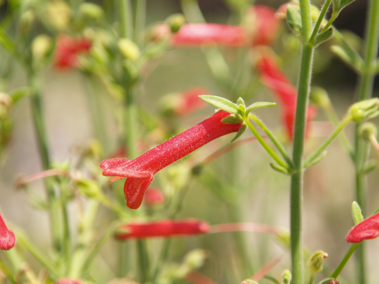 Galvezia juncea (Baja Bush Snapdragon) - 1g