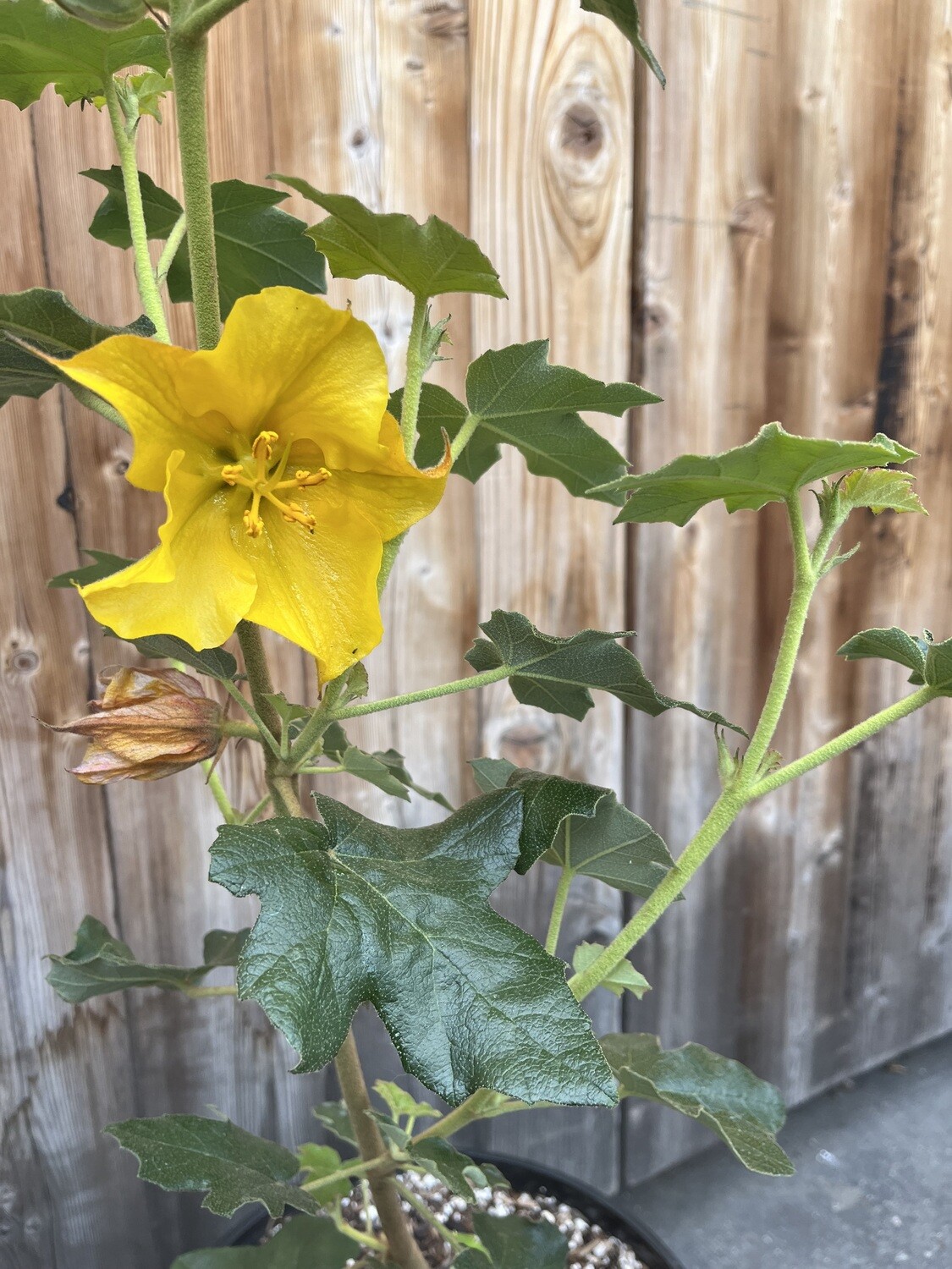 Fremontodendron &#39;Pacific Sunset&#39; - 5g