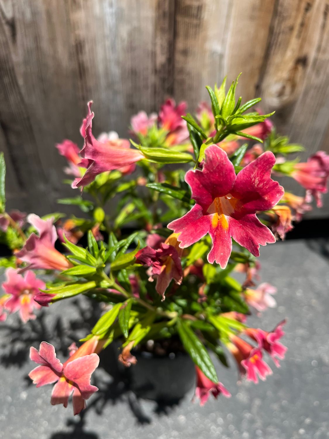 Mimulus &#39;Jelly Bean Dark Pink&#39; (Monkeyflower) - 1g