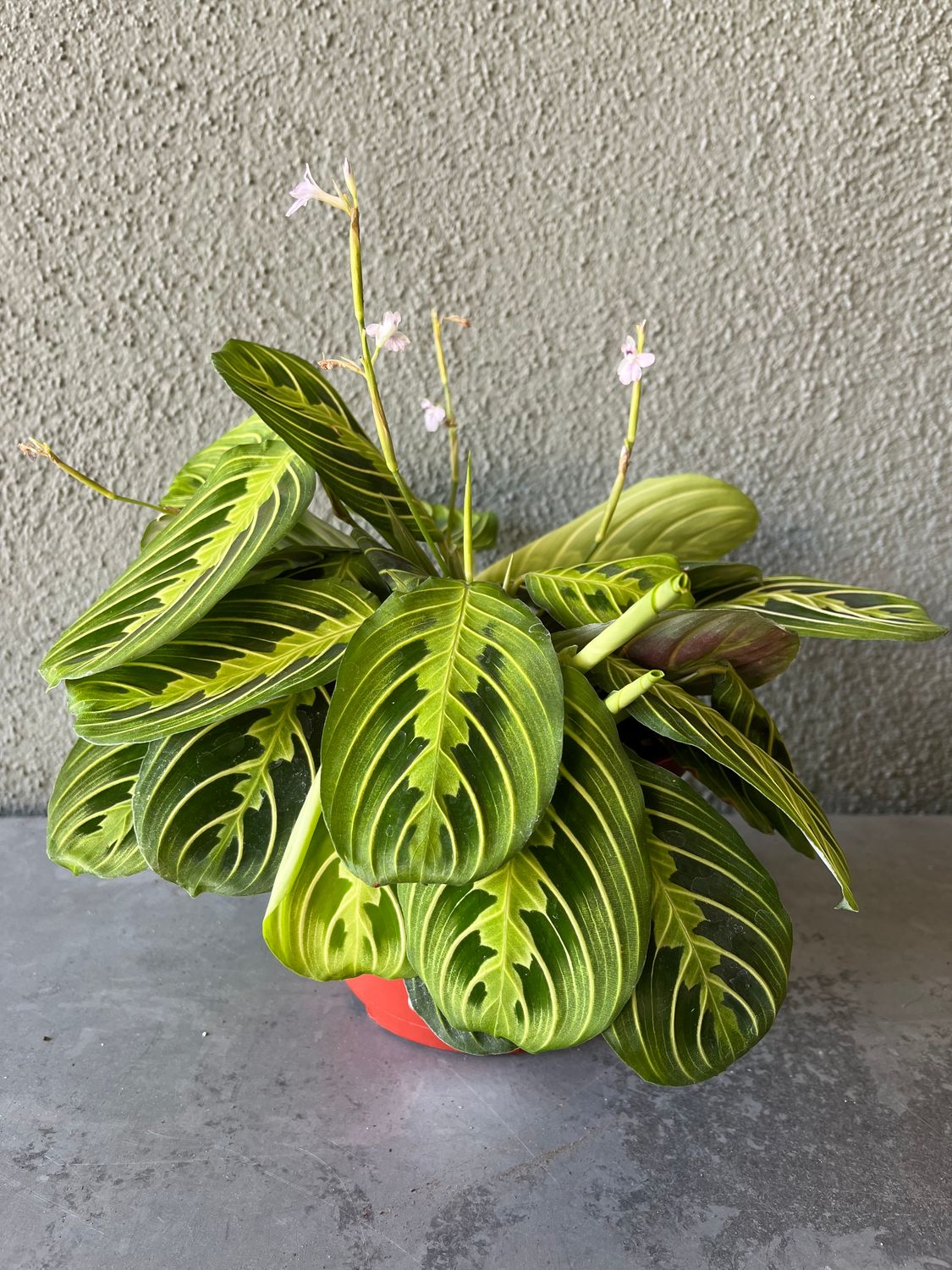 Maranta leuconeura &#39;Lemon Lime&#39; (Prayer Plant) - 6&quot;