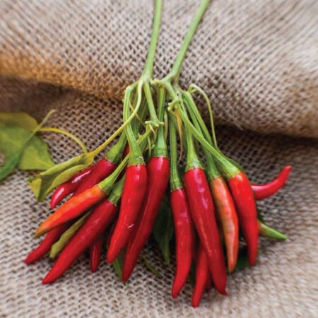 Chili Pepper &#39;Thai Dragon&#39; - 4&quot;