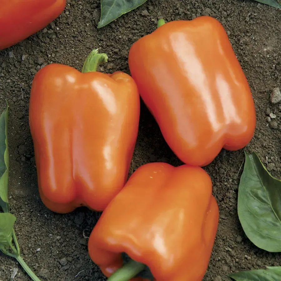 Bell Pepper &#39;Orange Blaze&#39; OG - 4&quot;