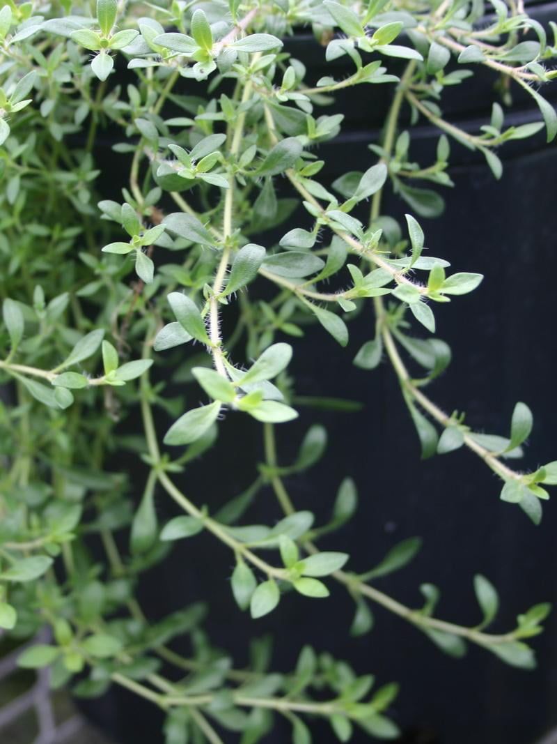 Thyme &#39;Cascading Lemonade&#39; - 4&quot;