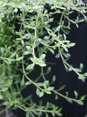 Thyme &#39;Cascading Lemonade&#39; - 4&quot;