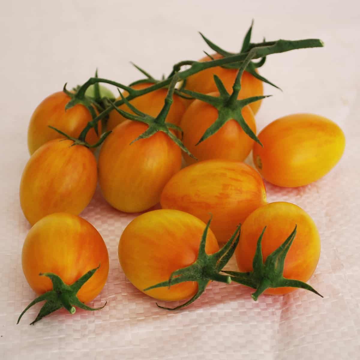 Tomato &#39;Sunset Torch&#39; - 4&quot;