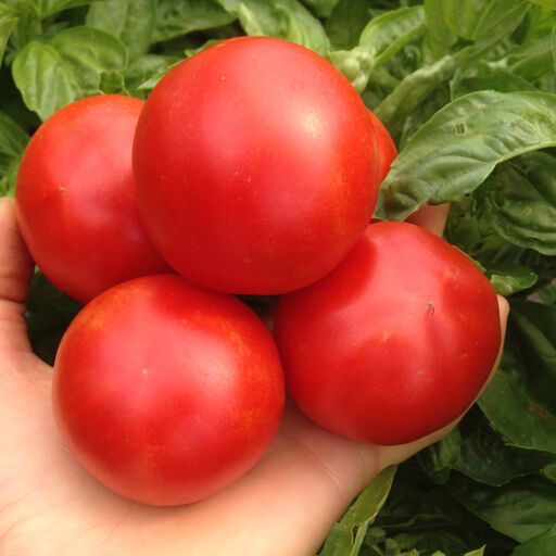 Tomato &#39;Super Dwarf Iditarod Red&#39; - 1g