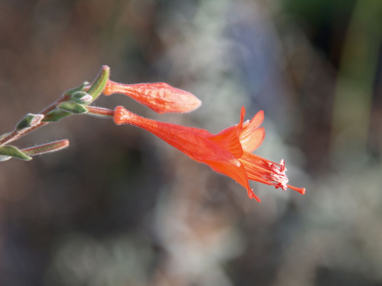Zauschneria (Epilobium) &#39;Catalina&#39; (CA Fuchsia) - 1g