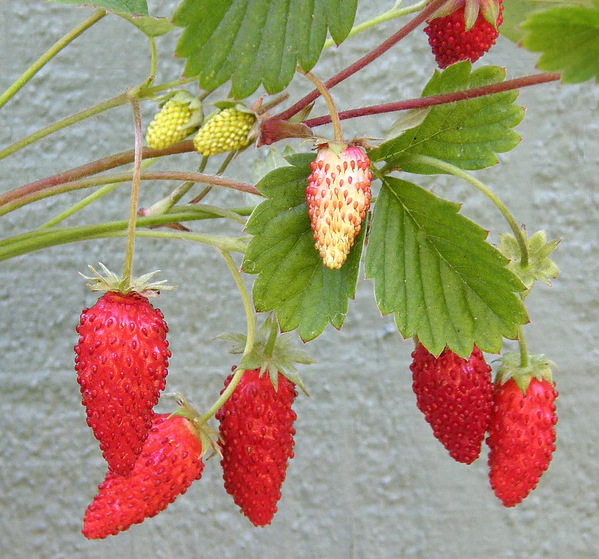 Strawberry &#39;Alpine Mignonette&#39; - 4&quot;