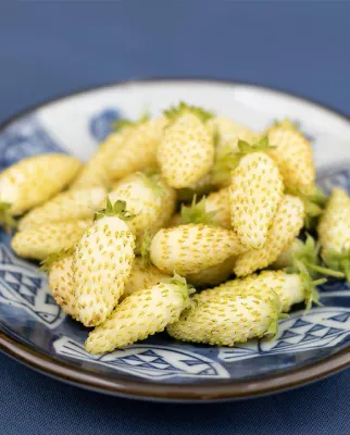 Strawberry &#39;Alpine Yellow Wonder&#39; - 4&quot;