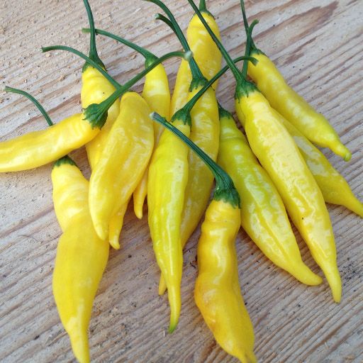 Italian Wax Pepper &#39;Chileno Sierra Nevada&#39; - 4&quot;
