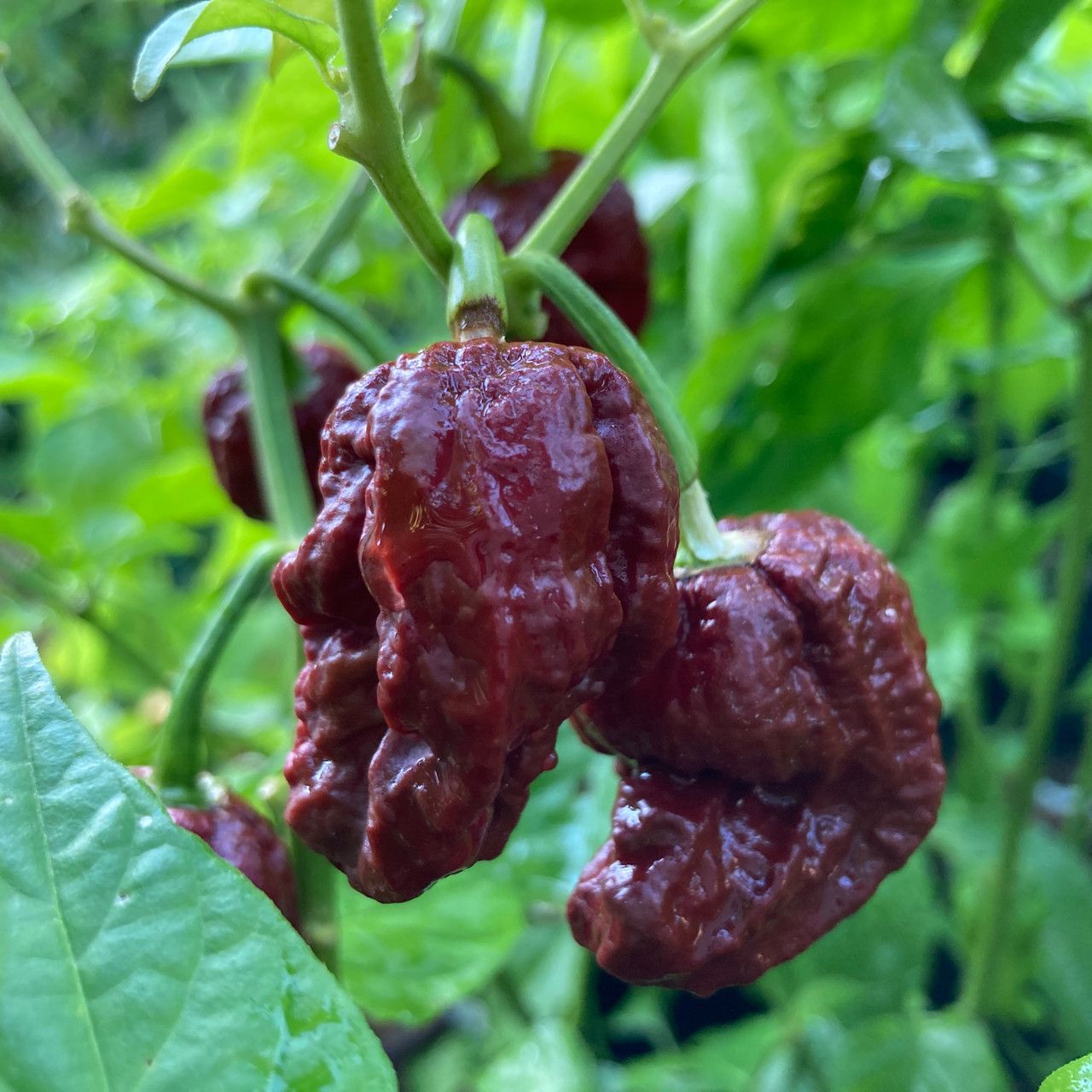 Chili Pepper &#39;Trinidad 7 Pot Douglah&#39; - 4&quot;