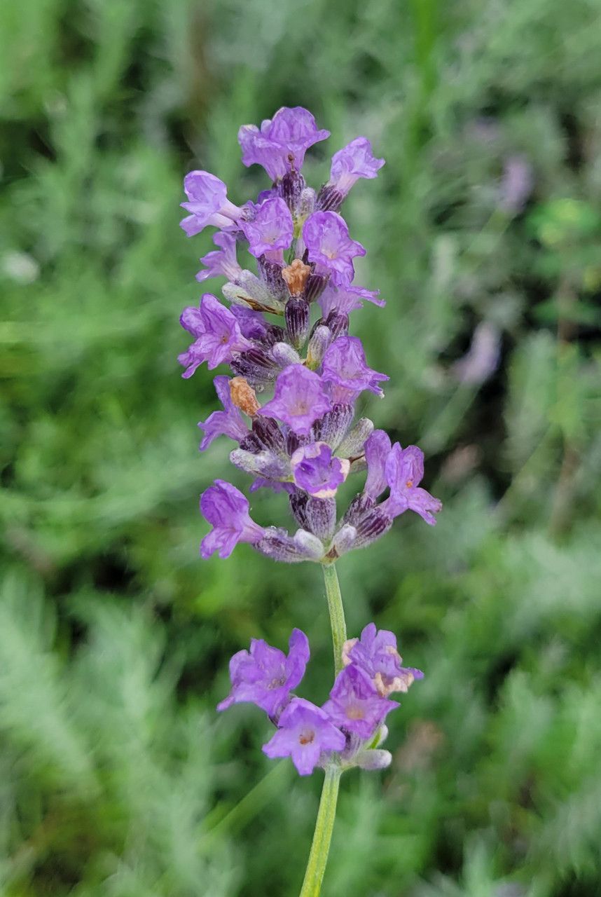 Lavendula &#39;Grosso&#39; - 1g