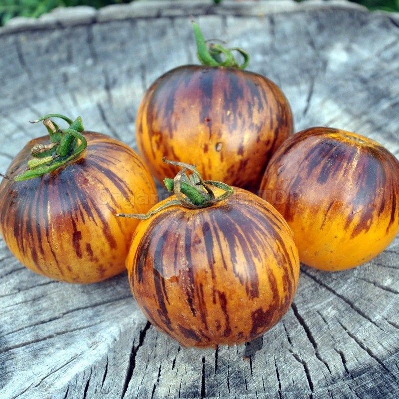 Tomato &#39;Ussuri Tiger&#39; - 4&quot;