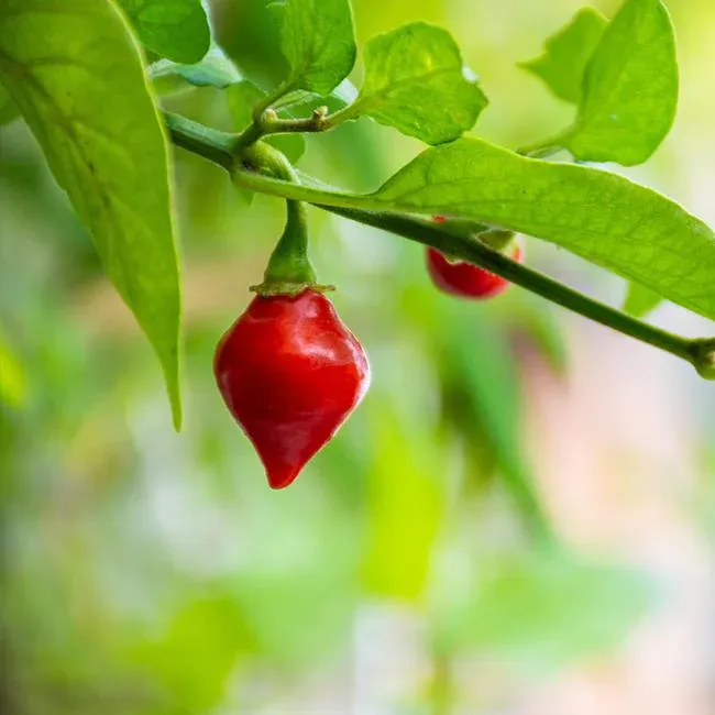 Chili Pepper &#39;Biquinho Red&#39; - 4&quot;