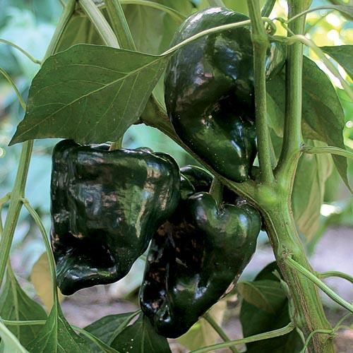 Chili Pepper &#39;Ancho Gigantea&#39; - 4&quot;