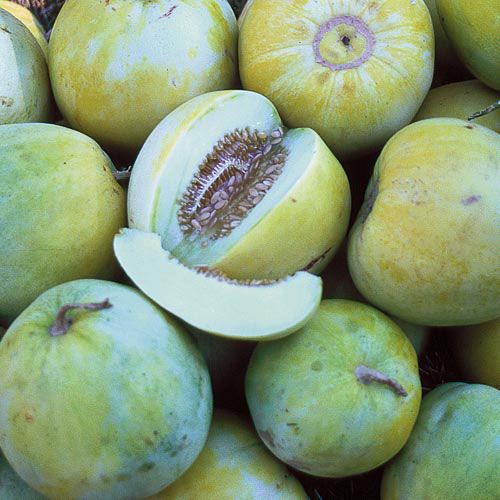 Sakata’s Sweet Melon - 4&quot;