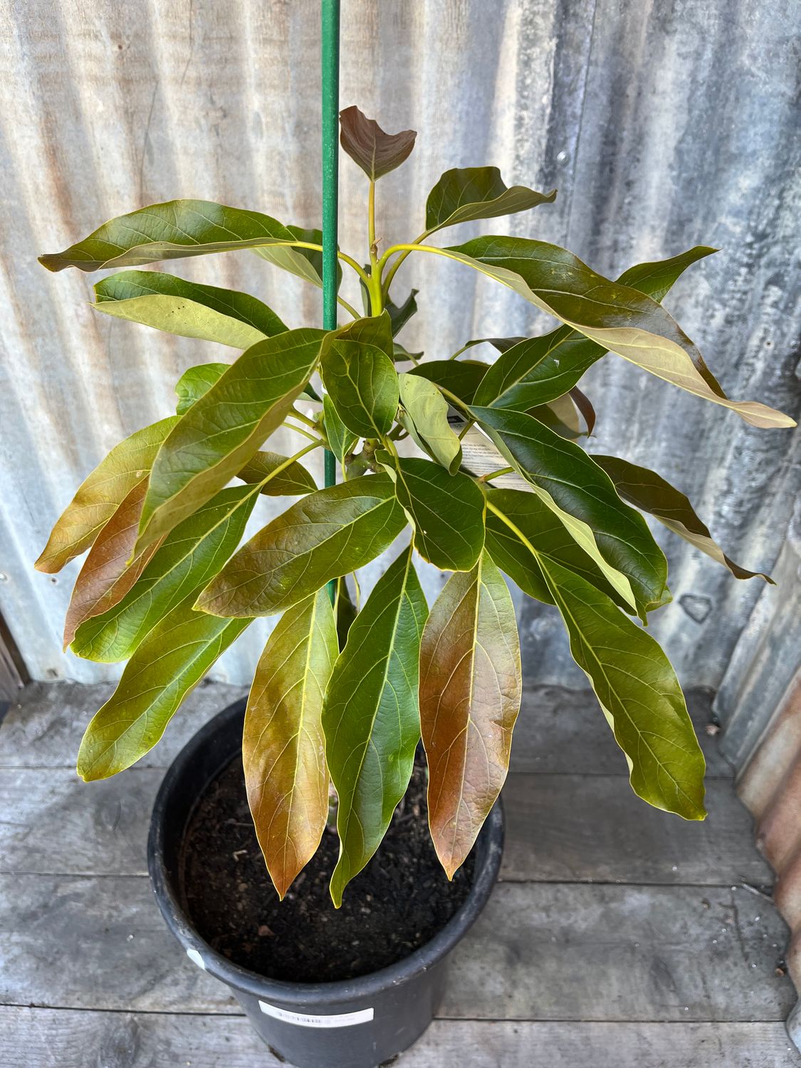 Hass Avocado Tree - 5 gal