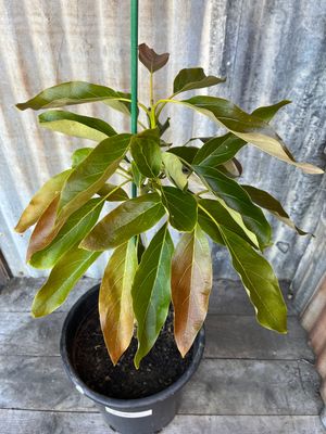 Hass Avocado Tree - 5 gal