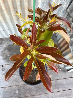 Reed Avocado Tree - 5 gal
