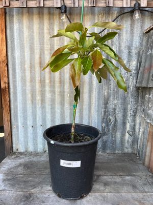 Hass Avocado Tree - 5 gal