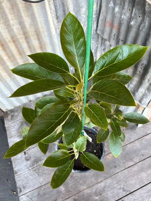 Fuerte Avocado Tree - 5 gal 