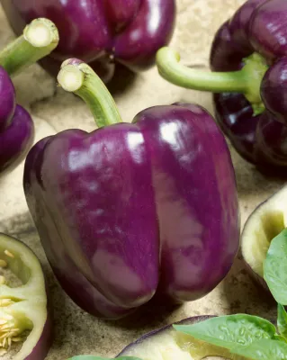 Bell Pepper &#39;Purple Beauty&#39; OG - 4&quot;