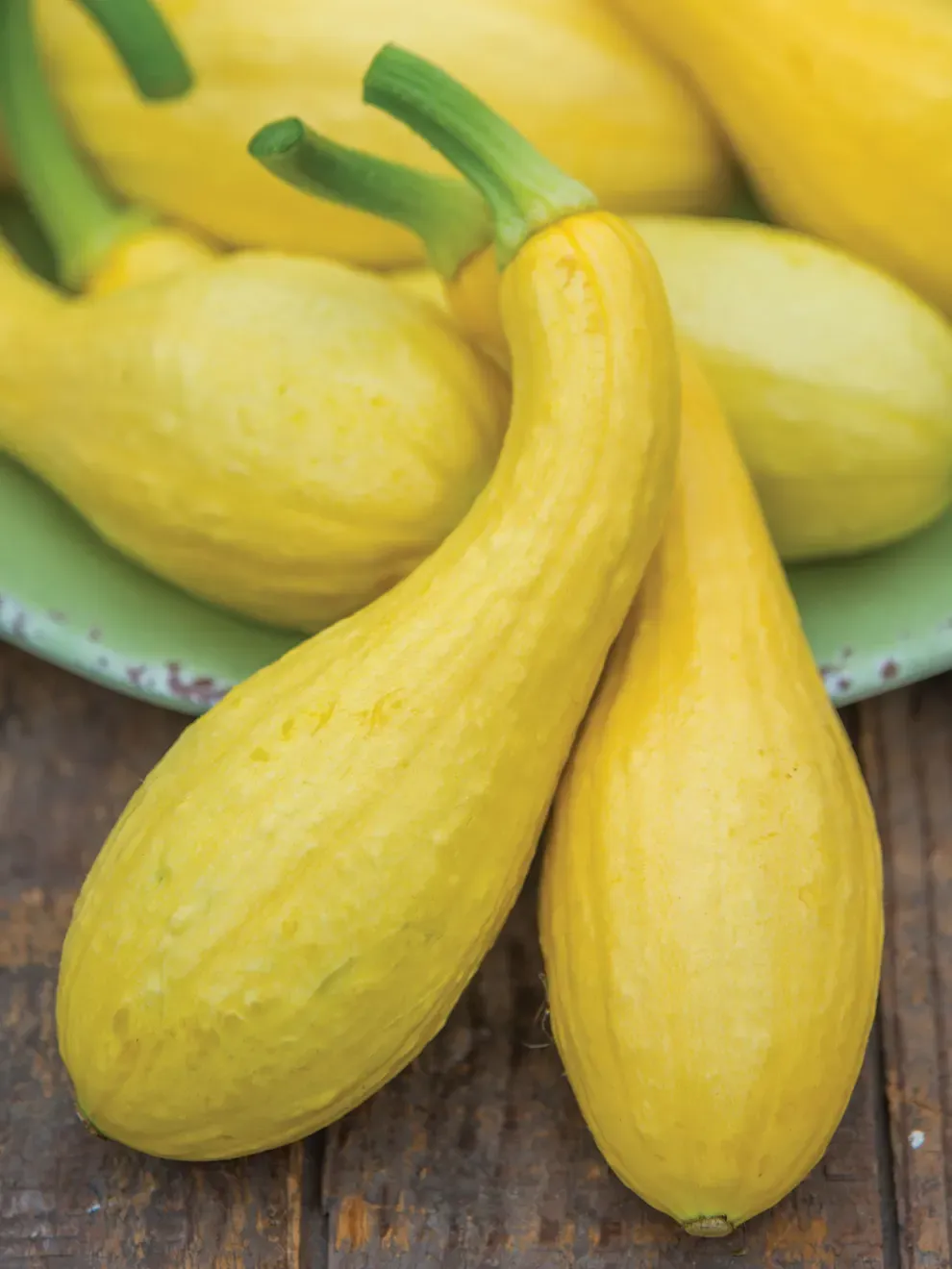 Squash &#39;Early Yellow Crookneck&#39; - 4&quot;