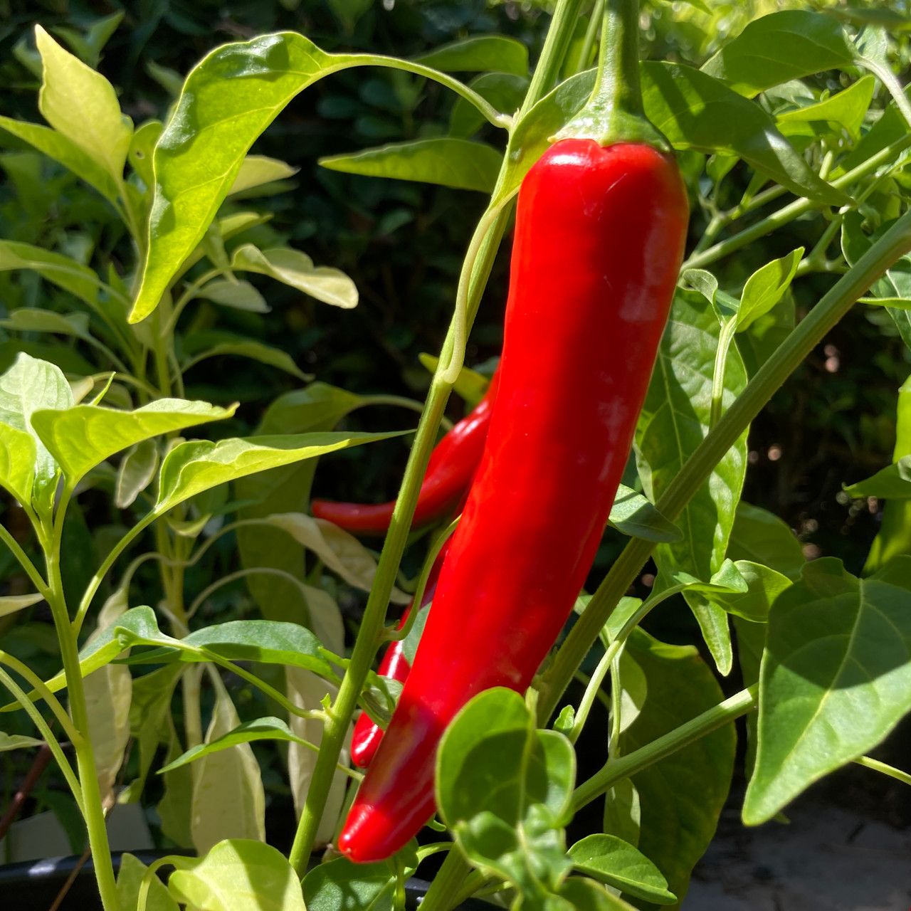 Chili Pepper &#39;Garden Salsa&#39; - 4&quot;