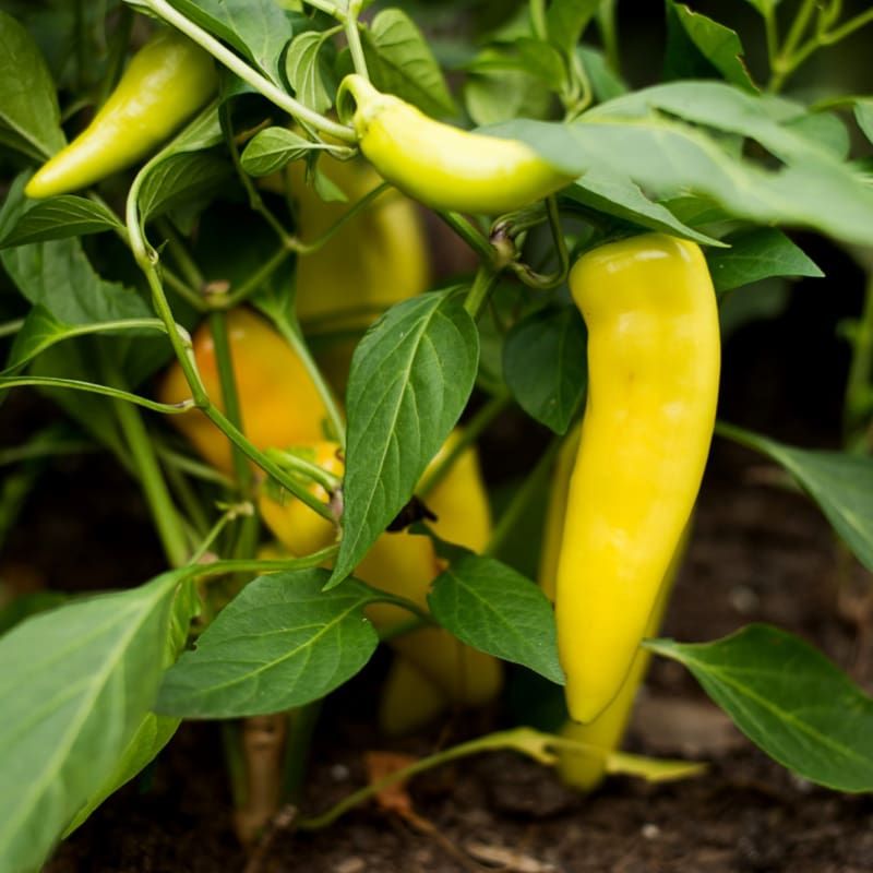 Hungarian Yellow Hot Wax Pepper OG - 4&quot;