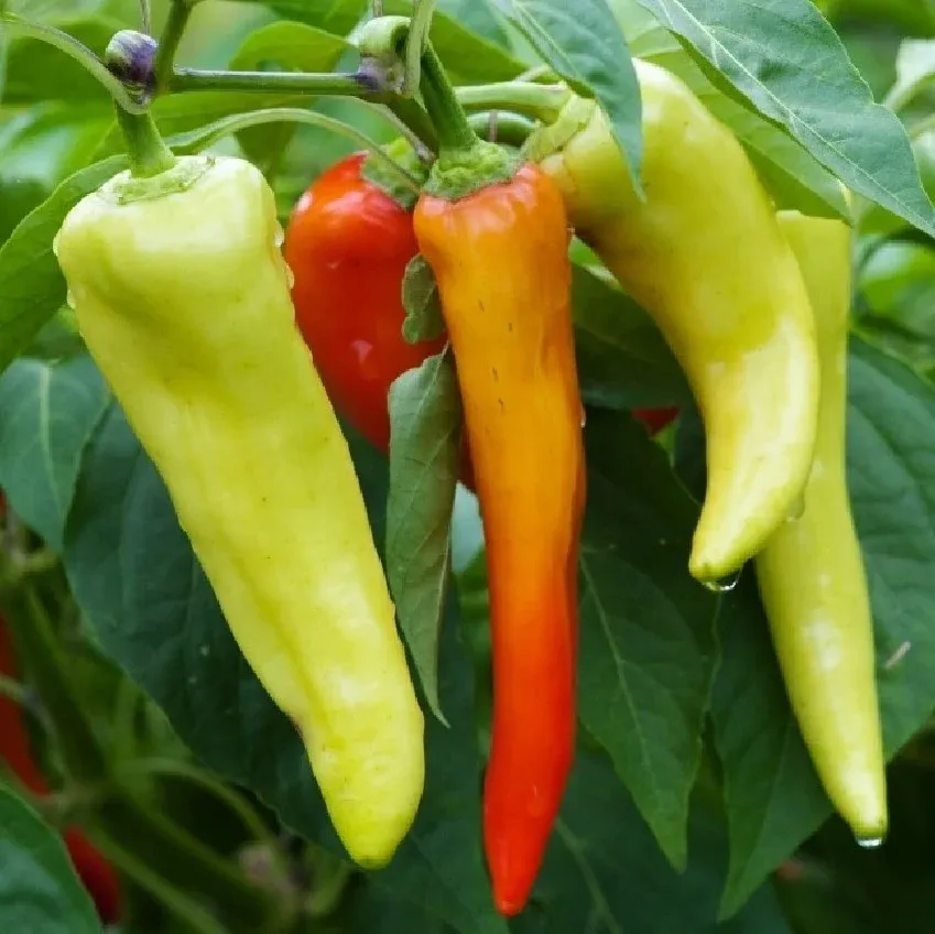 Sweet Pepper &#39;Hungarian&#39; - 6pk