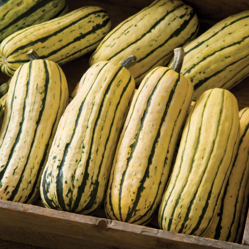 Squash &#39;Delicata&#39; OG - 4&quot;