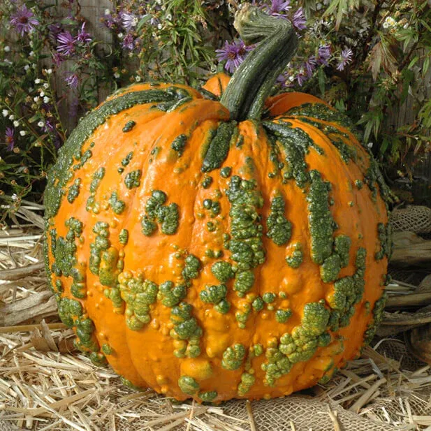 Pumpkin &#39;Warty Goblin&#39; - 4&quot;