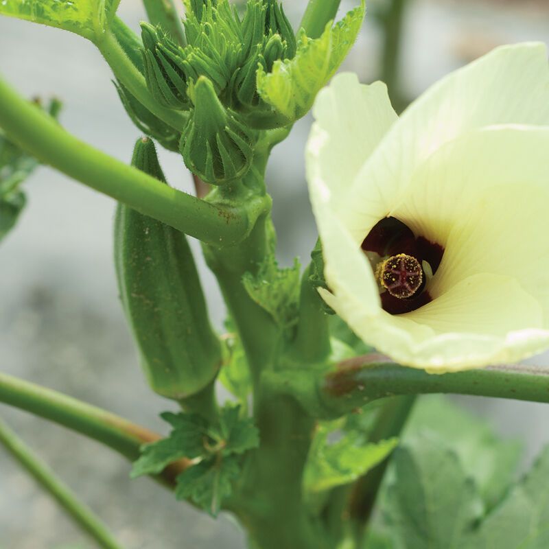 Okra &#39;Clemson Spineless&#39; - 4&quot; (CG)