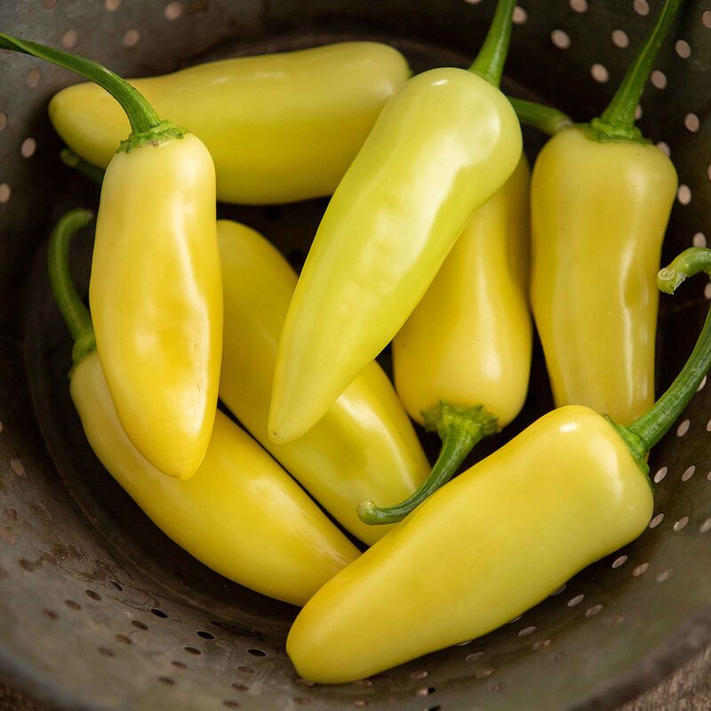 Arriba Jalapeno (Yellow Jalapeno) - 4&quot; (CG)
