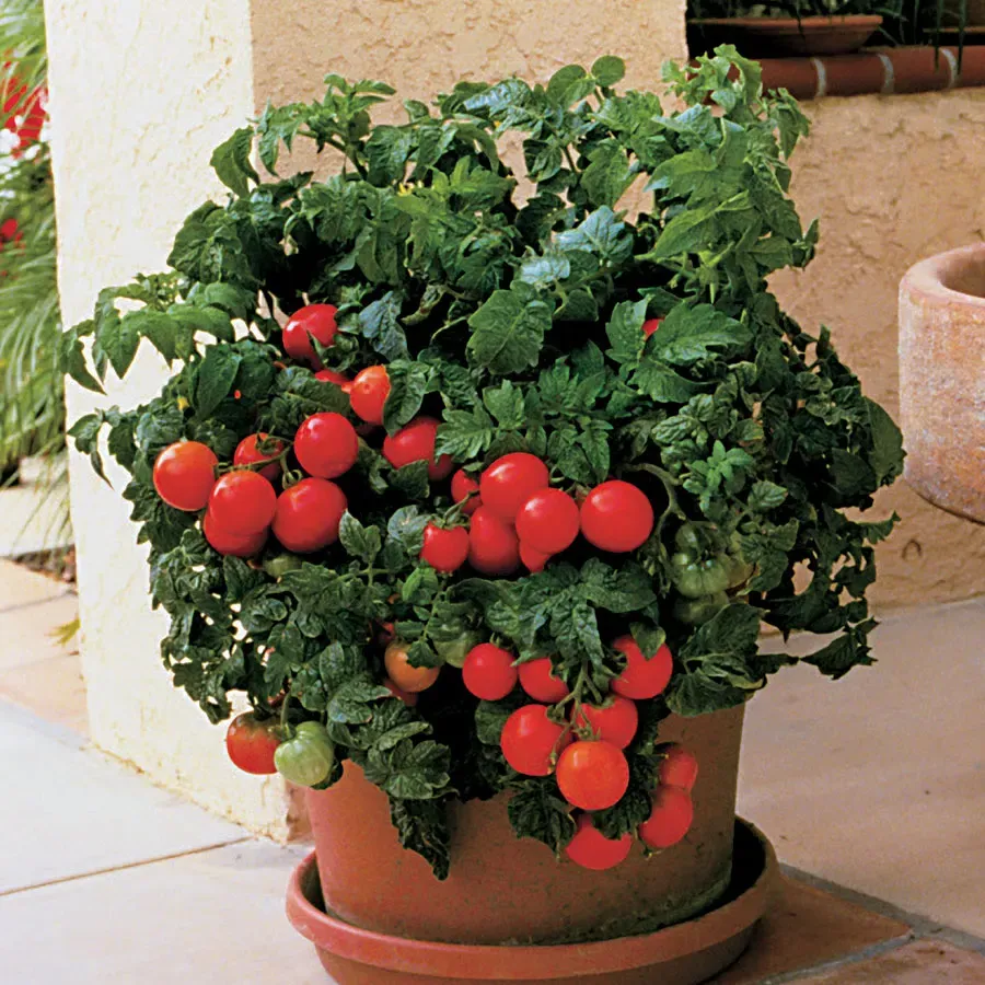 Tomato &#39;Patio&#39; - 4&quot;