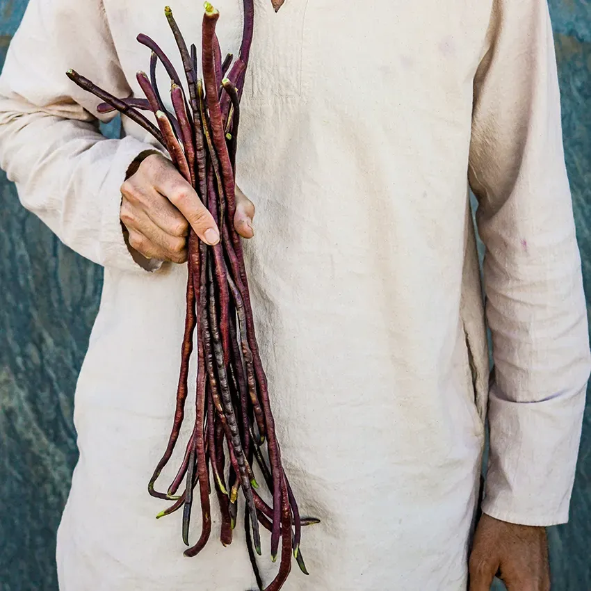 Yard Long Bean &#39;Chinese Red Noodle&#39; - 4&quot; (CG)