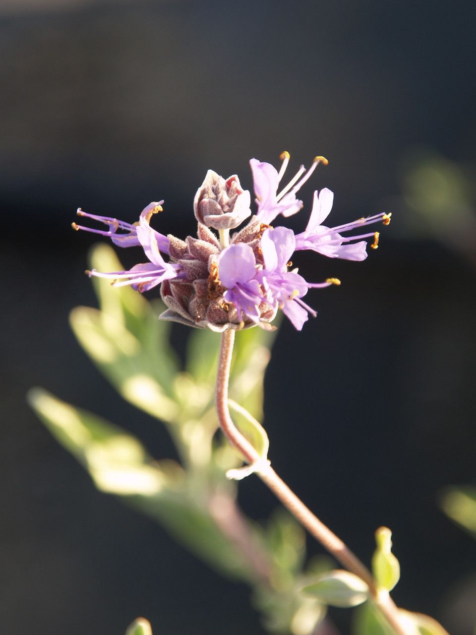Salvia &#39;Celestial Blue&#39; - 5 gal