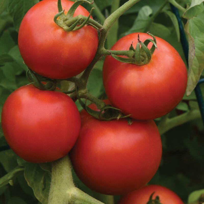 Tomato &#39;Early Girl&#39; - 1g