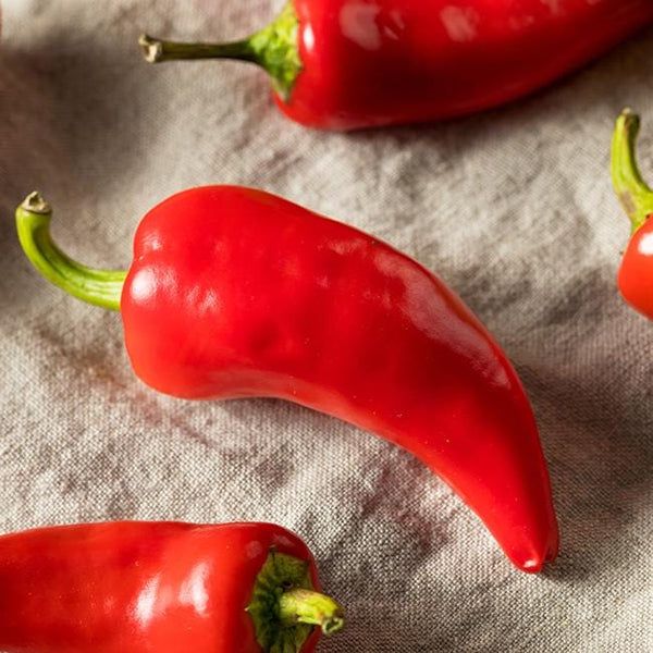 Chili Pepper &#39;Fresno&#39; - 4&quot; (AR)